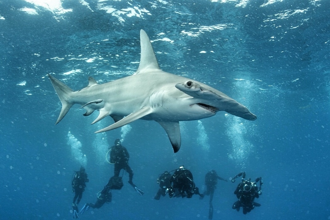 great hammerhead shark