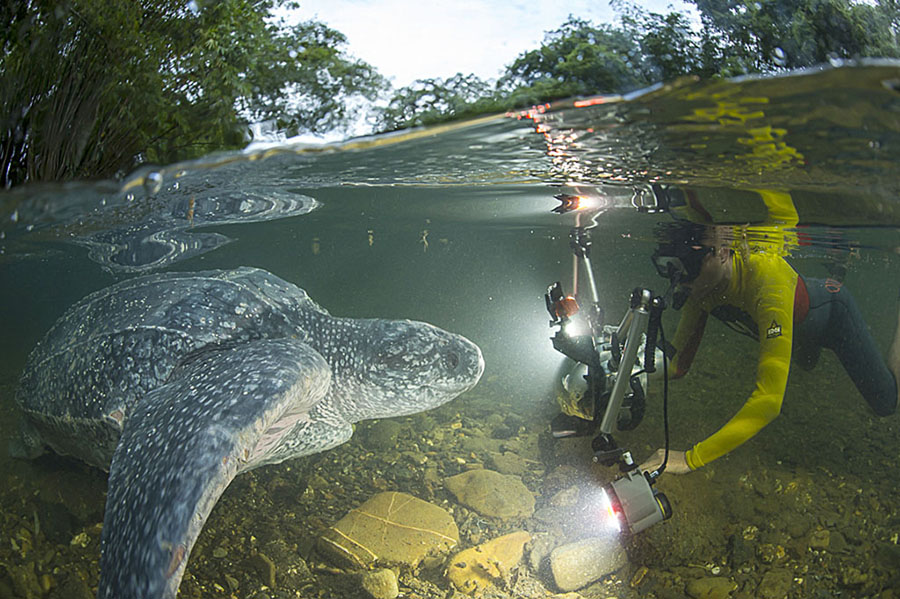 leatherback sea turtle conservation