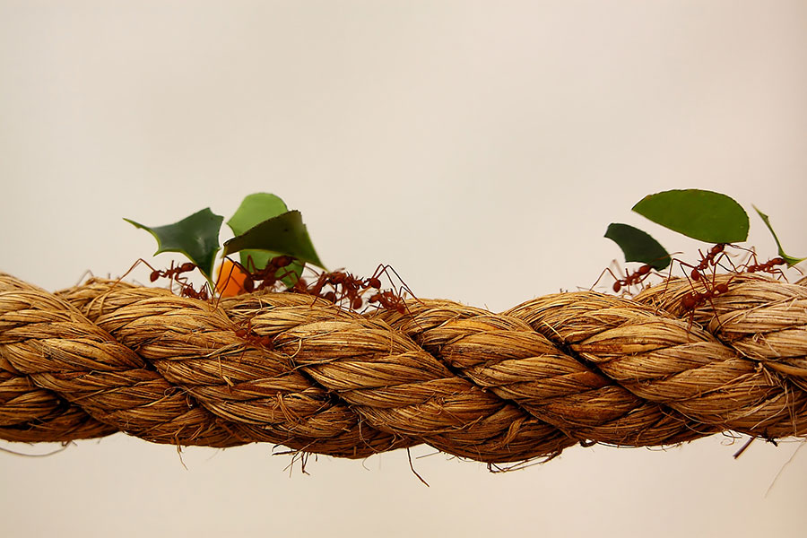 The Day I Learnt About Leadership From Bugs