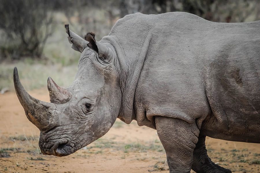 Rhino Horn is Cheaper From a Lab Than From The Wild