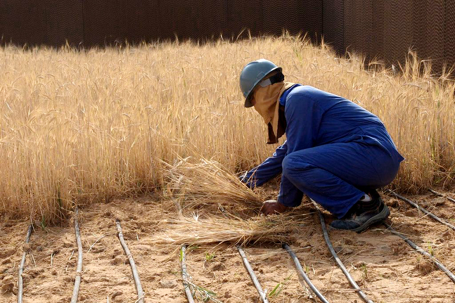 Food Grown in Sahara Desert with Sea Water