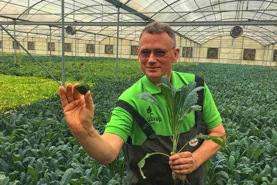 ‘Aqua Kale’ Being Grown in Middle East Desert