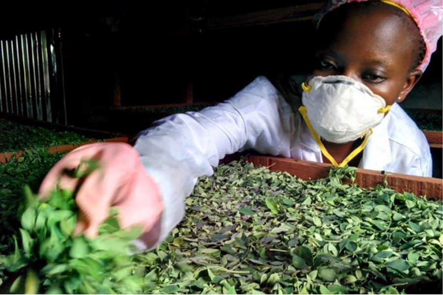 Meet Moringa, The Most Nutrient-dense Plant on The Planet