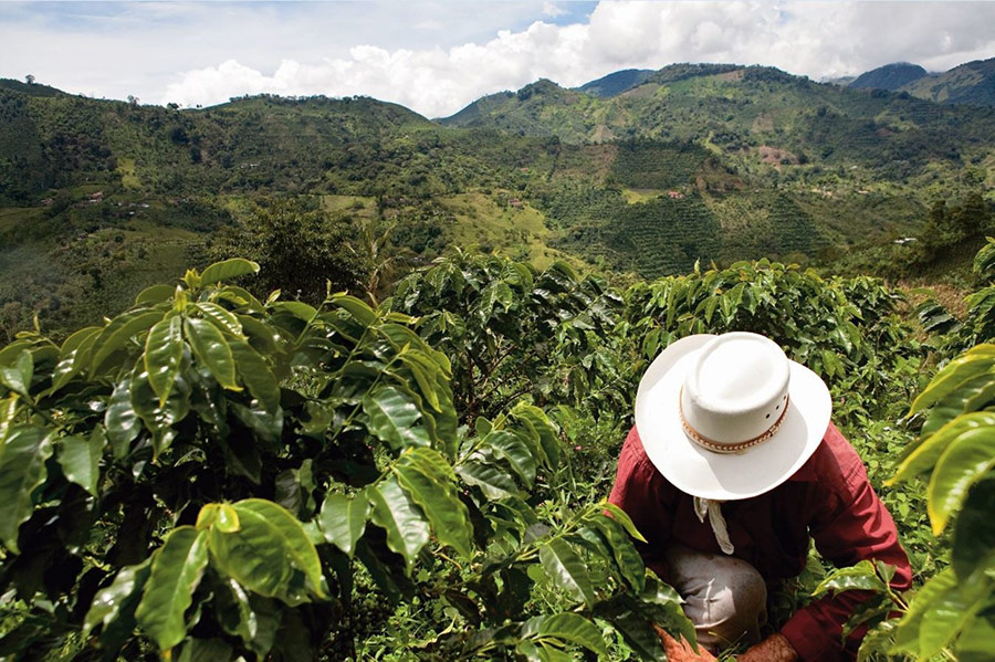 Nespresso Invests in Post-conflict Colombian Coffee