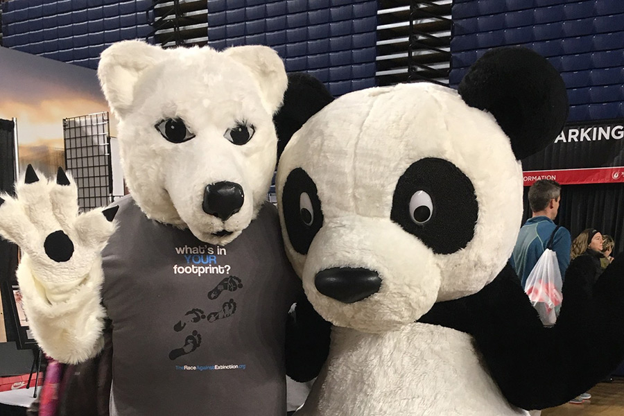 Polar Bear Accepts Dare to Run Washington Marathon