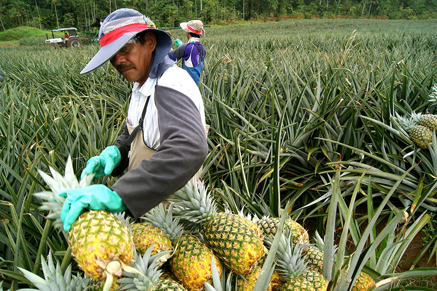 Costa Rican Pineapple Buyers Can Now Guarantee They’re Deforestation-Free