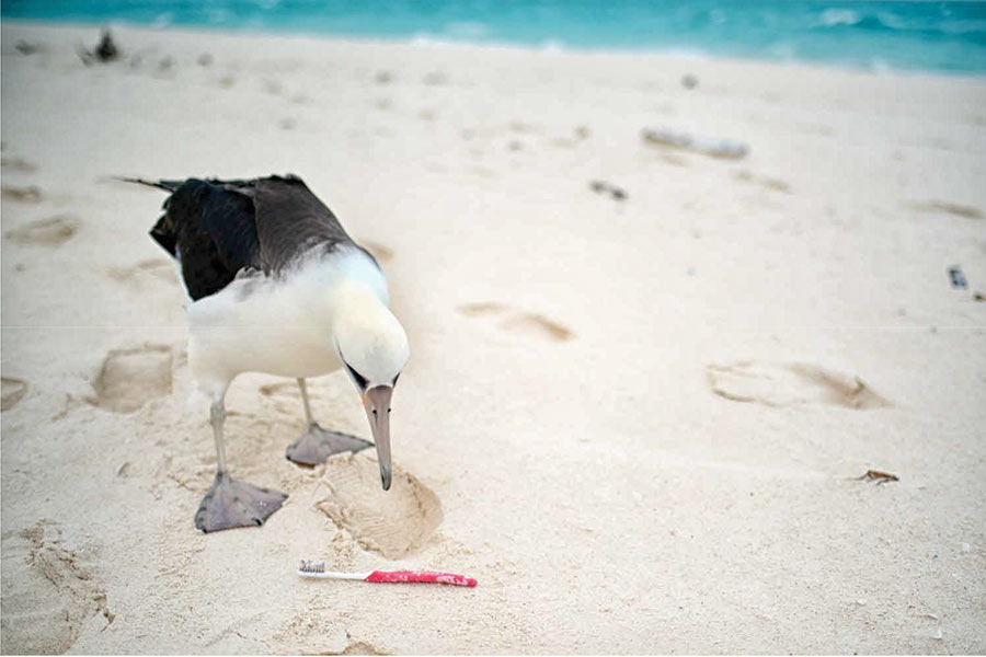 Heed The Ancient Mariner: Stop Dumping Plastic in The Ocean