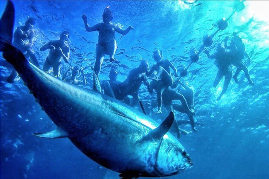 How Balfegó Tuna Can Help Executives Grow as Leaders