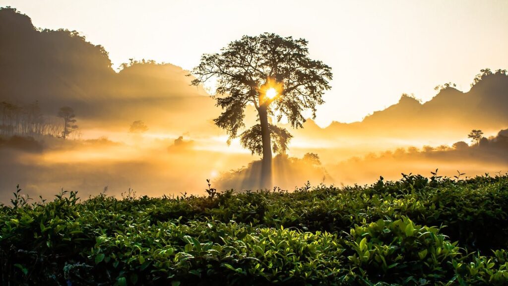 Saving the Environment One Tree at a Time