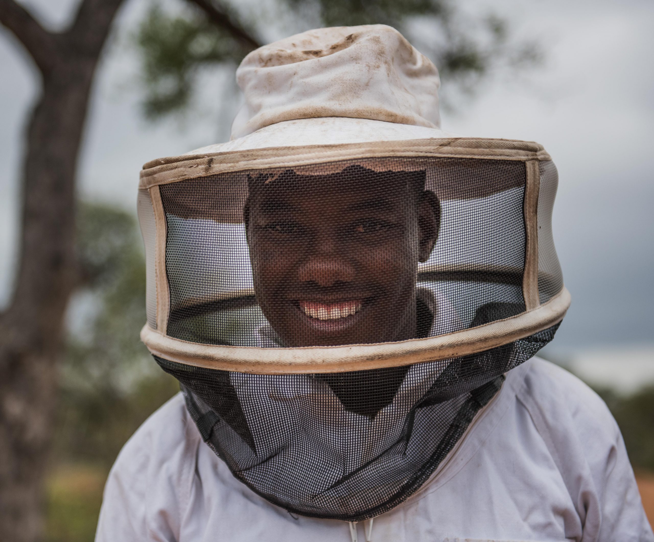 Using Bees to Save Trees and Elephants