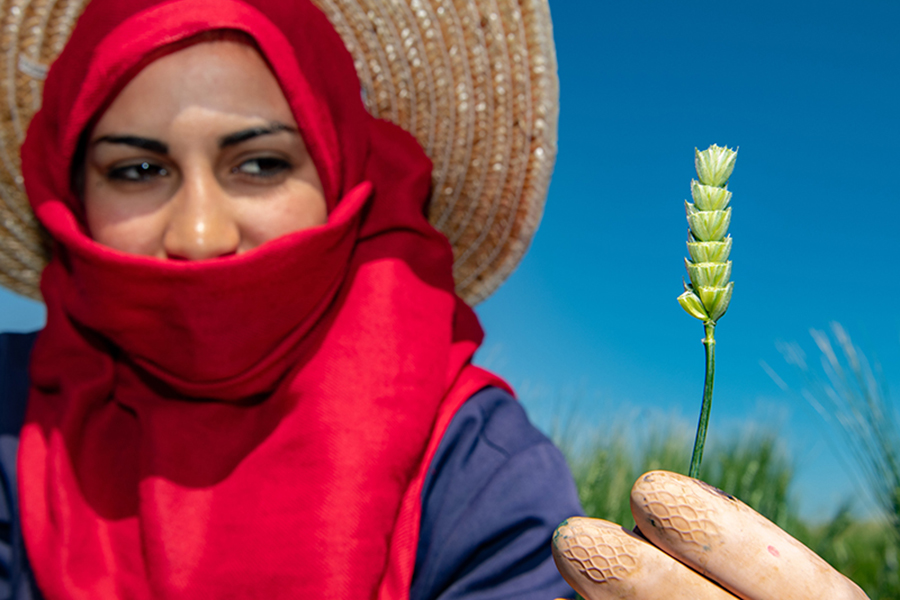 Can The Wild Relatives of Our Domestic Crops Help Battle Climate Change?