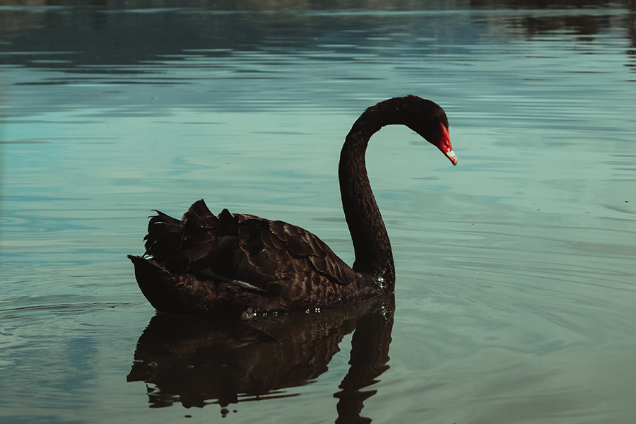 How do you Make a Black Swan Green?