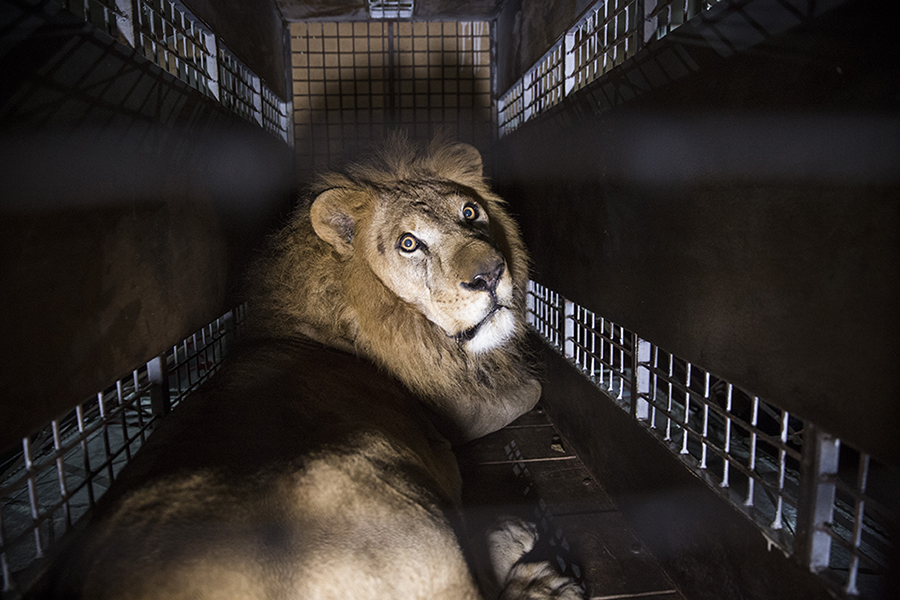 Qatar Airways Cargo Returns Seven Rescued Lions To Their Natural Habitat For Free