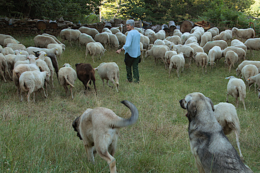 Spanish Farmers Fight Forest Fires With Agroforestry (and Many Sheep)