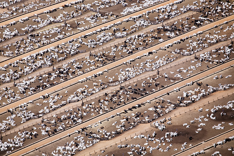 This is Where Your Beef Burger Comes From