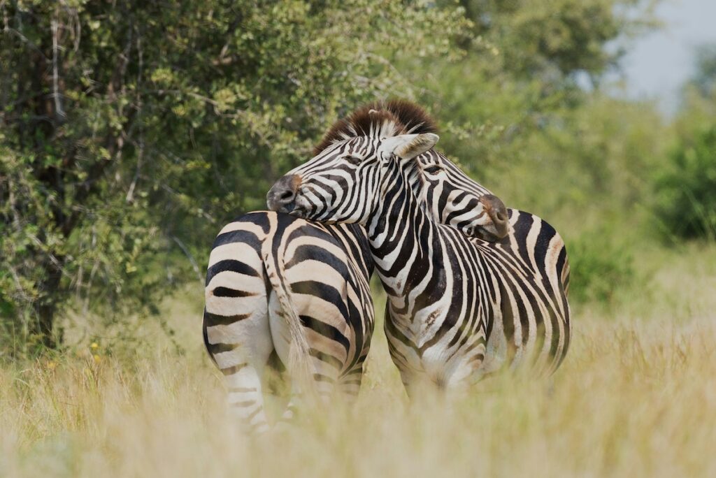 Use it or lose it: Why it’s time to strengthen our compassionate leadership muscle.