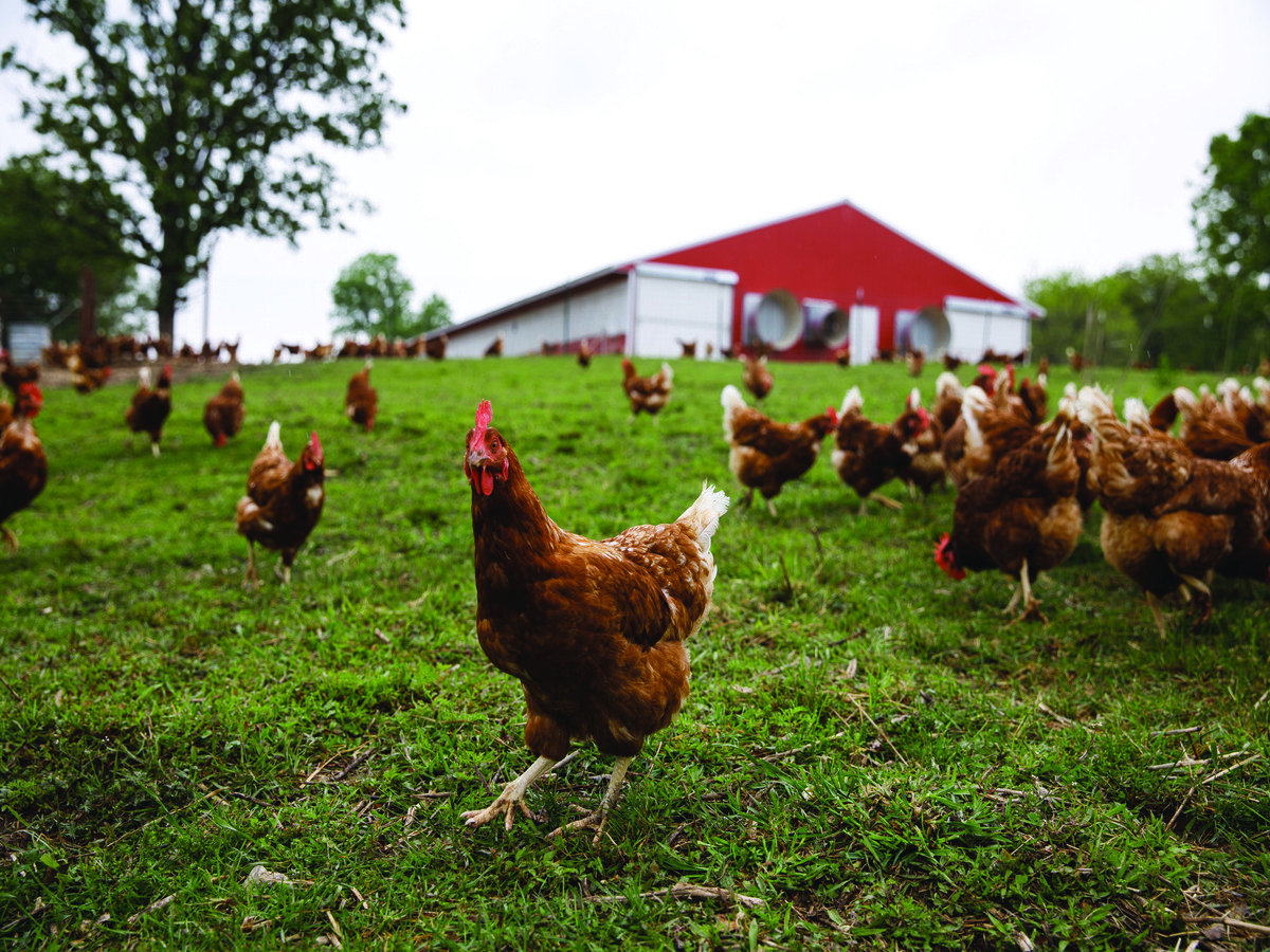 Vital Farms is Cracking the Code on the Egg Industry