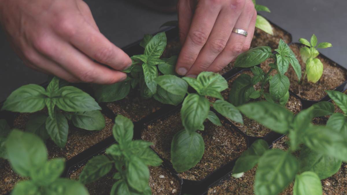 Disrupting the Ag Landscape: Nano-Yield