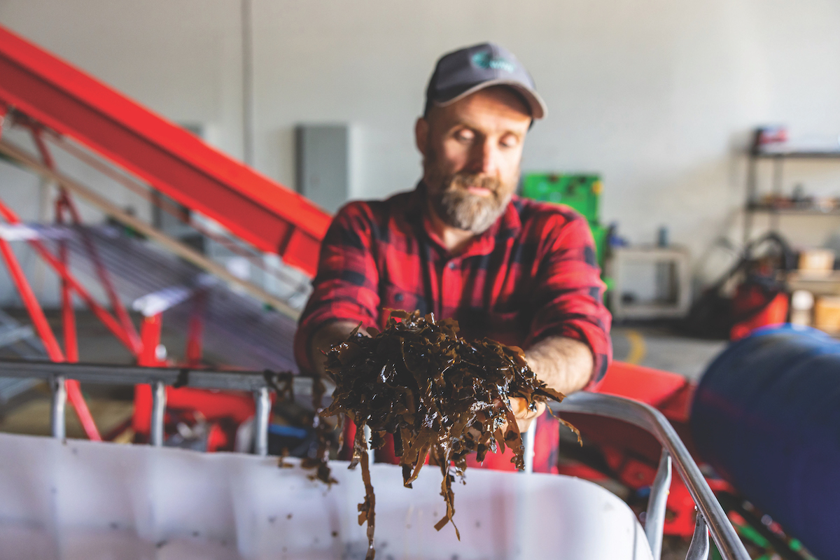 Growing a Blue Economy With GreenWave